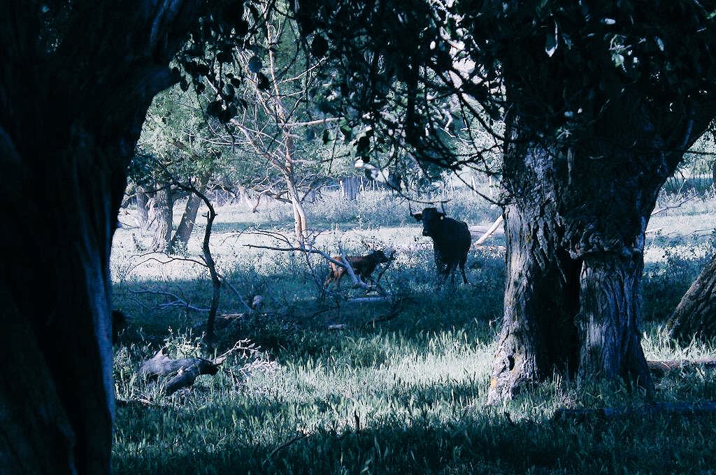 Llega el frío al campo bravo y las nuevas ilusiones corretean con la reina de la dehesa. 
Buenos días