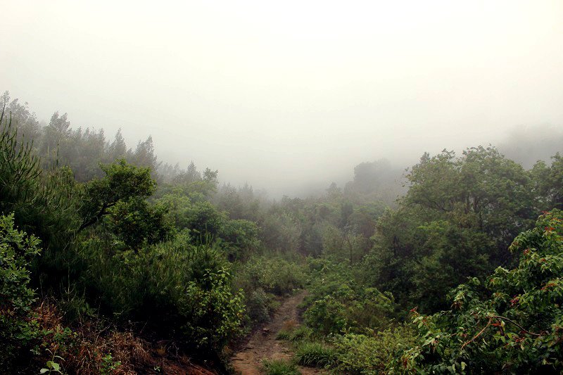 New post up --> Magical creatures of Kurisa Moya forest #WeOpenAfrica gypsified.com/2016/11/24/mag…