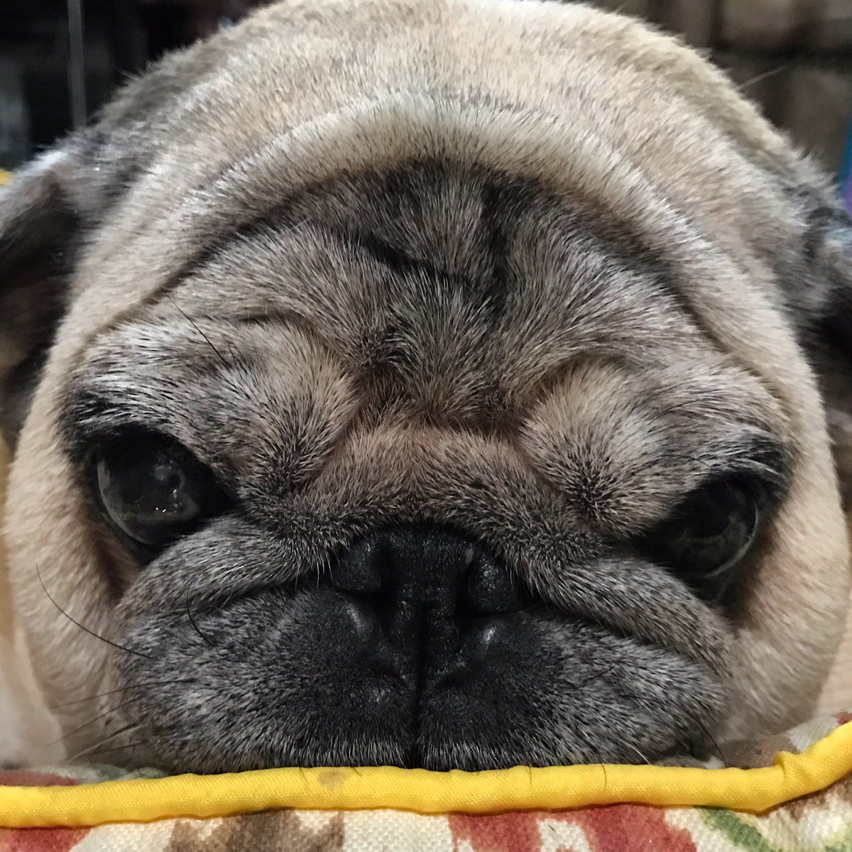 pagzy0723's tweet photo. Disturbing my nap 😖 https://t.co/uHGLWEWvfA
