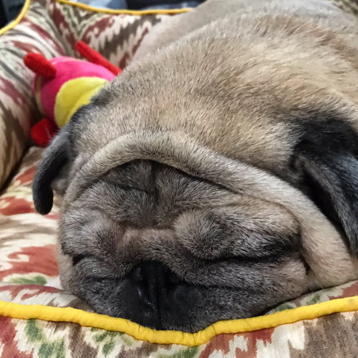 pagzy0723's tweet photo. Taking a nap 😋 https://t.co/VFxLOIjezi