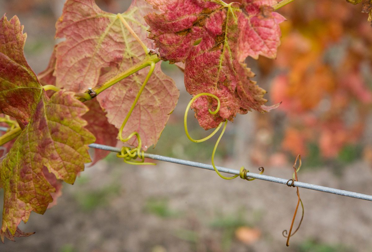 Ducru-Beaucaillou tweet media