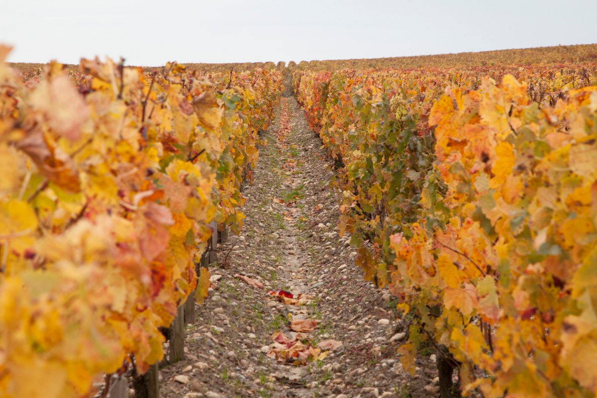 A beautiful autumn day in Château Ducru-Beaucaillou...