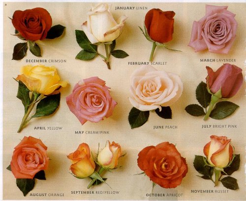 How beautiful are these #roses? I love the two tone ones 😍🌹