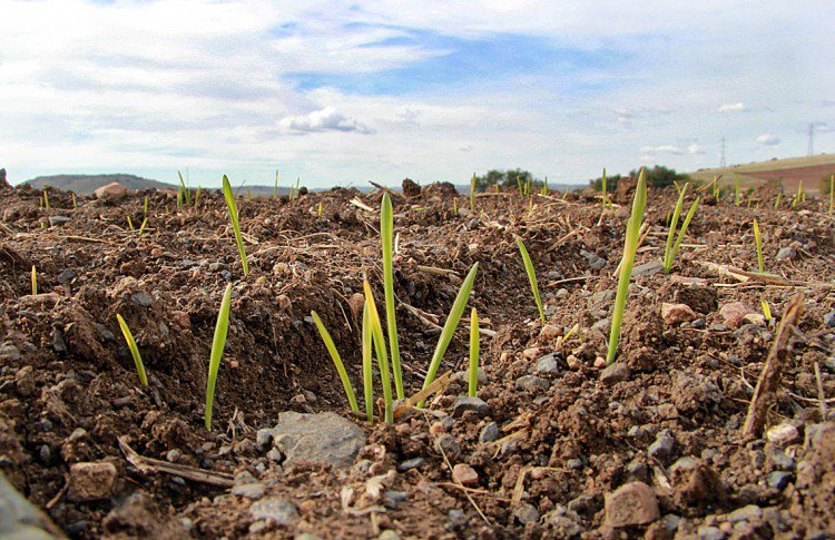 NEXUR y BASFOLIAR FORTE, aliados para el #cereal. Te lo explicamos en compo-expert.es/noticias/notas…