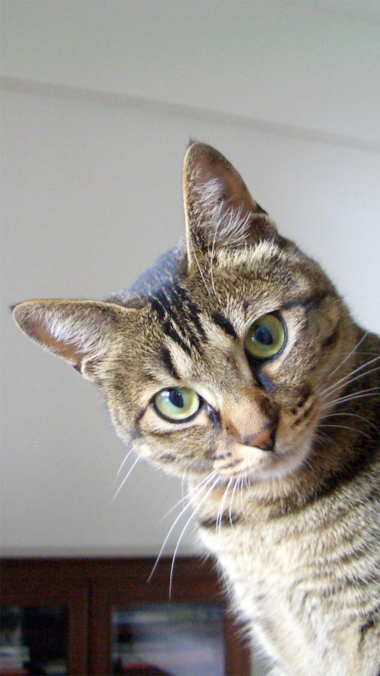 にゃぱねっと あらゆる事象を猫化してお届け 750x1334 Iphone6 7 用のアイシスバージョン壁紙ば作りました 誰か使って頂ければ幸いです 壁紙 Iphone壁紙 T Co Bp1tw6f8u0 Twitter