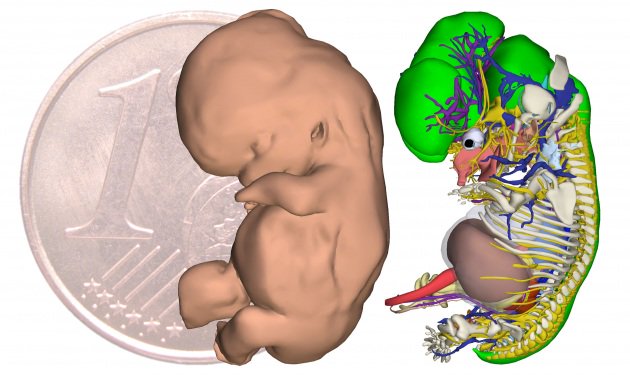 Focus_it's tweet photo. Anatomia di un embrione: creato un atlante 3D estremamente dettagliato delle prime 8 settimane dello sviluppo https://t.co/zeTC2zNRGM https://t.co/GtdgQaEBji