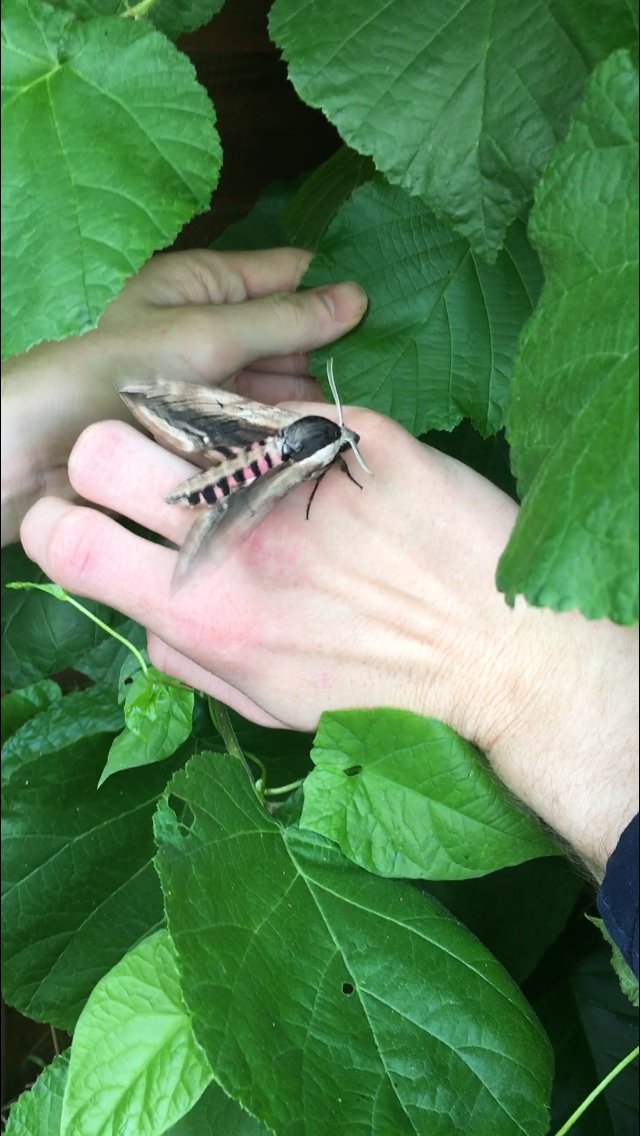 Sam_Bradders's tweet photo. My Privet Hawk Moth I caught in the summer :) #Lepidoptera #Species #Diversity #Survey #Macro #Moths #Sphingidae #Ecology #Cnservation https://t.co/BaFSzY6xrT