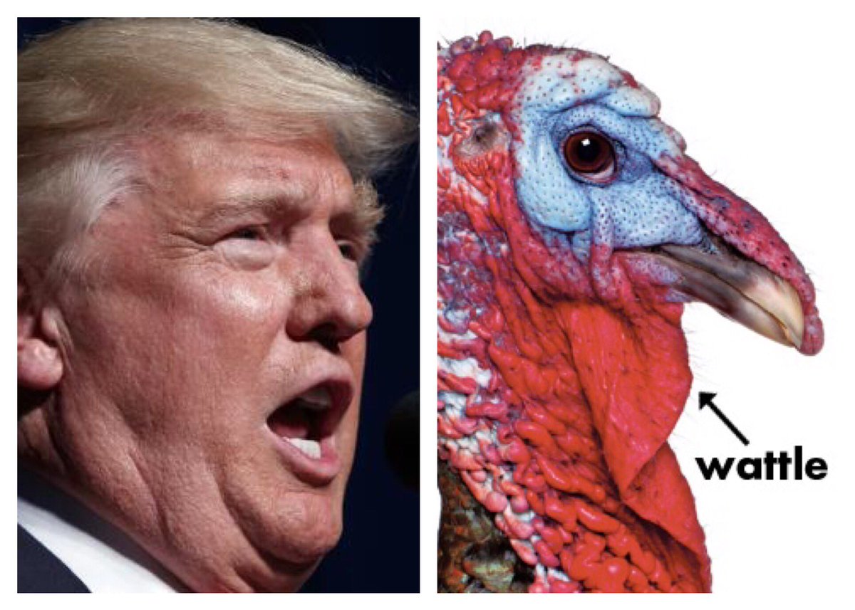 SuzetteLT's tweet photo. He is sensitive and doesn't want us to talk about his #TrumpWattle it hurts his feewings @slappysquirrel @realDonaldTrump https://t.co/fEVu73yDyP