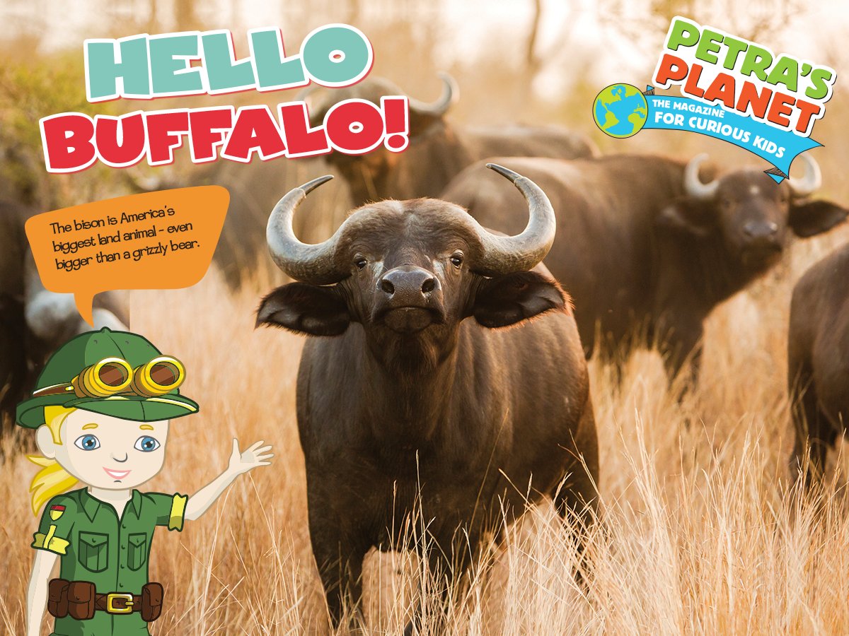 Learn about the incredible #bison in Petra's Planet Magazine - we're in the #USA ! ow.ly/sbgx3065ahh #kidsmagazine #read #animalfacts