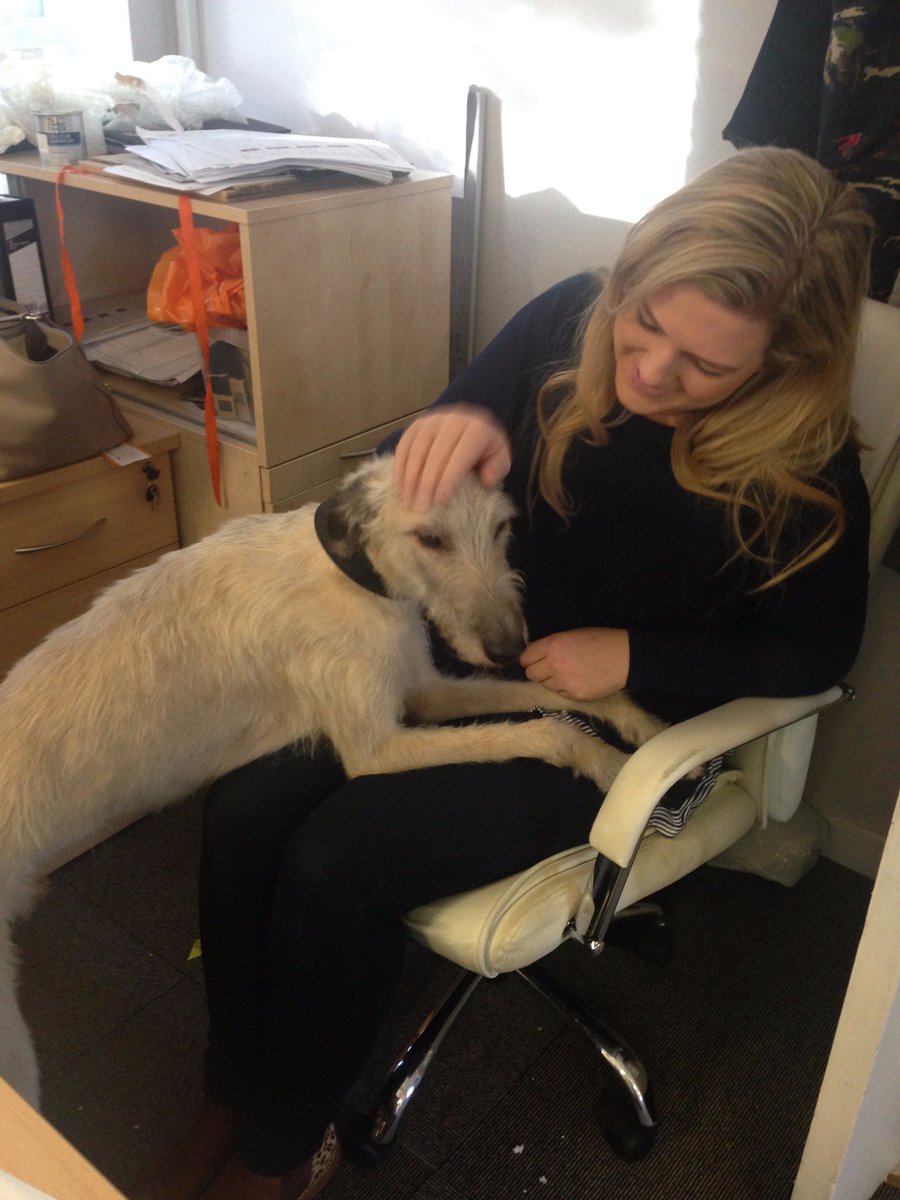 BlancaHalo's tweet photo. Happy #blackfriday from Fraser one of our office dogs to all our new followers #shopping #design #halodesigninteriors https://t.co/34ocSPI705