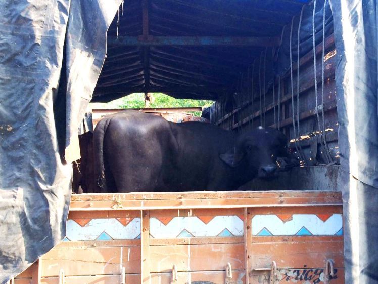 YPARD's tweet photo. 5 months post #GCARD3 and Nikki's  pure Gir breed cattle have arrived. Read more on her Agripreneurship journey at https://t.co/xmLJKYlmXk https://t.co/EG4dpuFbFA