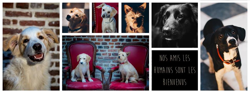 lecarnetdesbars's tweet photo. Découvre @lewaf, le premier café chiens d'Europe ouvert à Lille ; https://t.co/V06FH57jo2
#lcdb #cafe #lewaf #the #cafechiens #lille https://t.co/5XIHfAHd5L