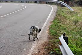 guardiacivil's tweet photo. Interesante artículo sobre cómo proceder en caso de atropellar un animal con nuestro vehículo https://t.co/wQRO5d6It0 https://t.co/sHsVeJusmK