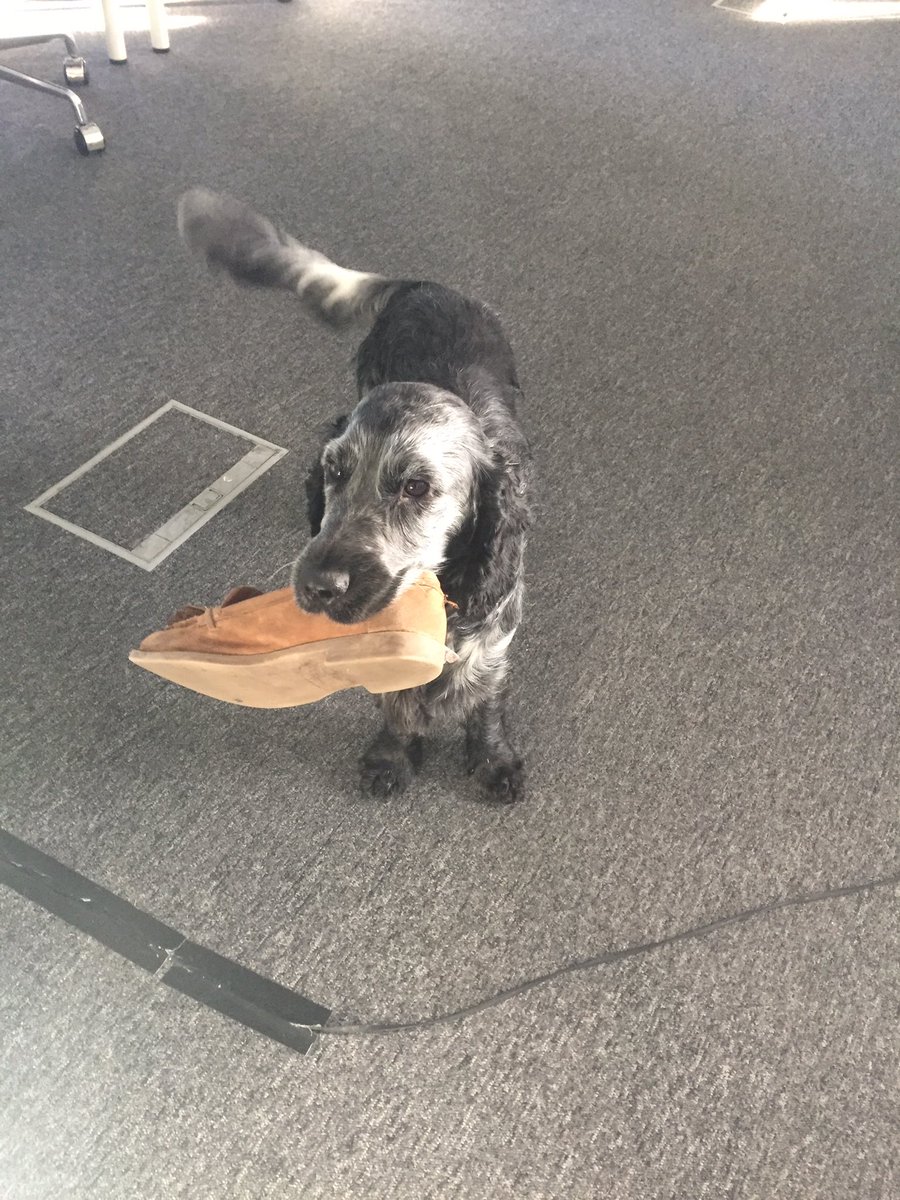 salix_bailey's tweet photo. My favourite loafer from @unisnotforme #officedog https://t.co/CKiSxh5iGN