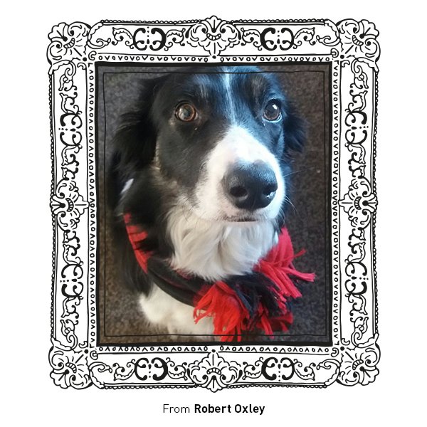 castlegalleries's tweet photo. We're sensing a theme here...check out artist @OxleyBob's dog Elsie in the #festiveframe! Will you be dressing your pet up this xmas?! https://t.co/kiQygDjUOF