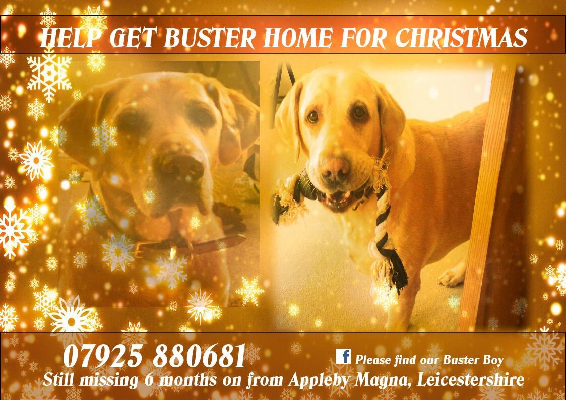 LisaLisaw1's tweet photo. 💔 Please RT #FindBuster #MissingDog 14.06.15 #ApplebyMagna #Leicestershire #ScanMe #NeverGiveUp @Findbuster 💔 #GetMeHomeForChristmas https://t.co/Y71O817JFz