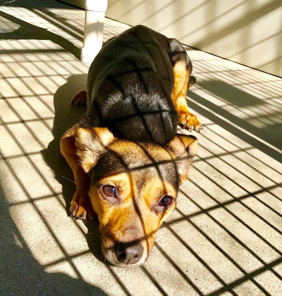 pupaid's tweet photo. This weekend plan a visit to your local rescue shelter, where your new best friend is waiting for you :) #adopt https://t.co/Y9Py1ZZ3ad
