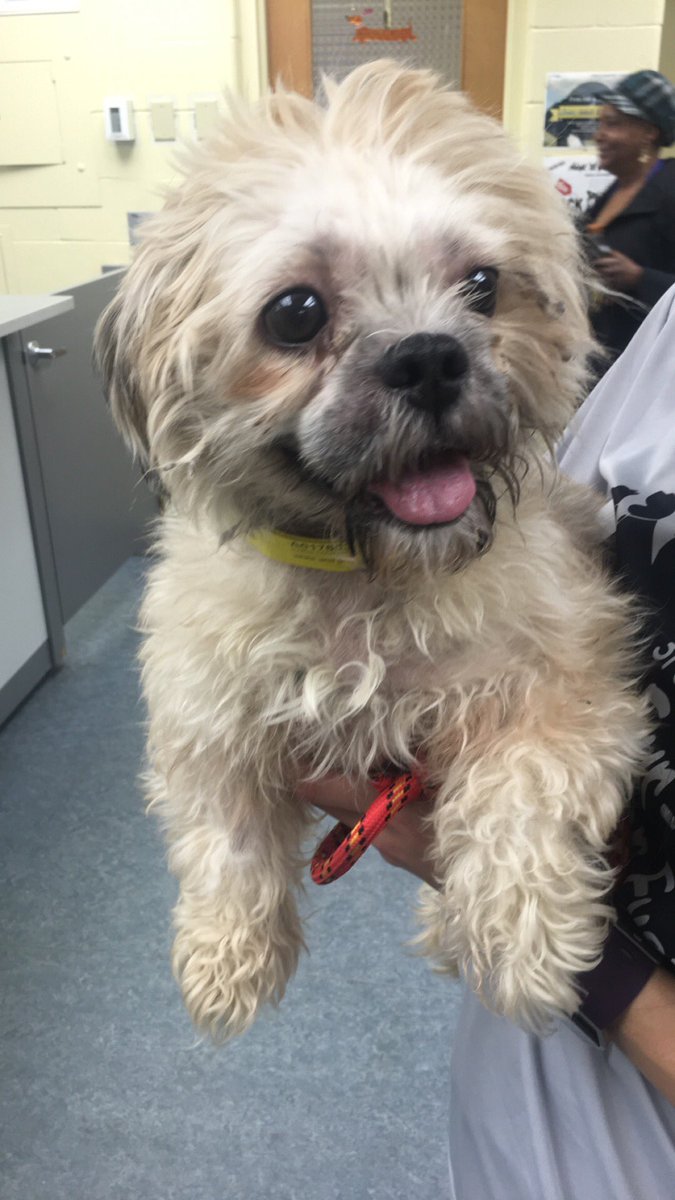 ElyseNBC's tweet photo. At @LucasCountyDogs for Black Fur-I-Day!!! Dogs $5 from 6-8AM. 100 need a great loving home. Adopt today! Tune in @NBC24WNWO https://t.co/ZppNVkeH0a