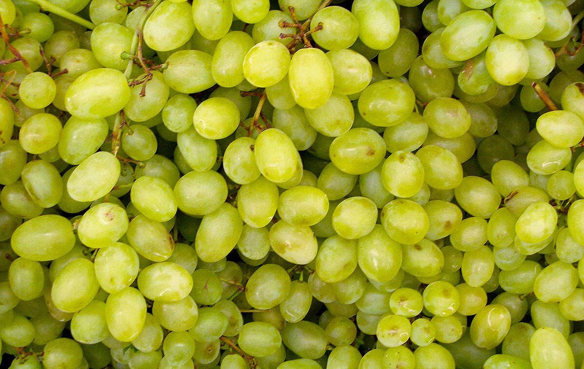 jorgedotto's tweet photo. El Resveratrol de las Uvas: • mejora el acné • retrasa el envejecimiento ceclular • disminuye riesgo cardíaco #ADNsaludable #elADNdelplacer https://t.co/R7QbcD0k6H