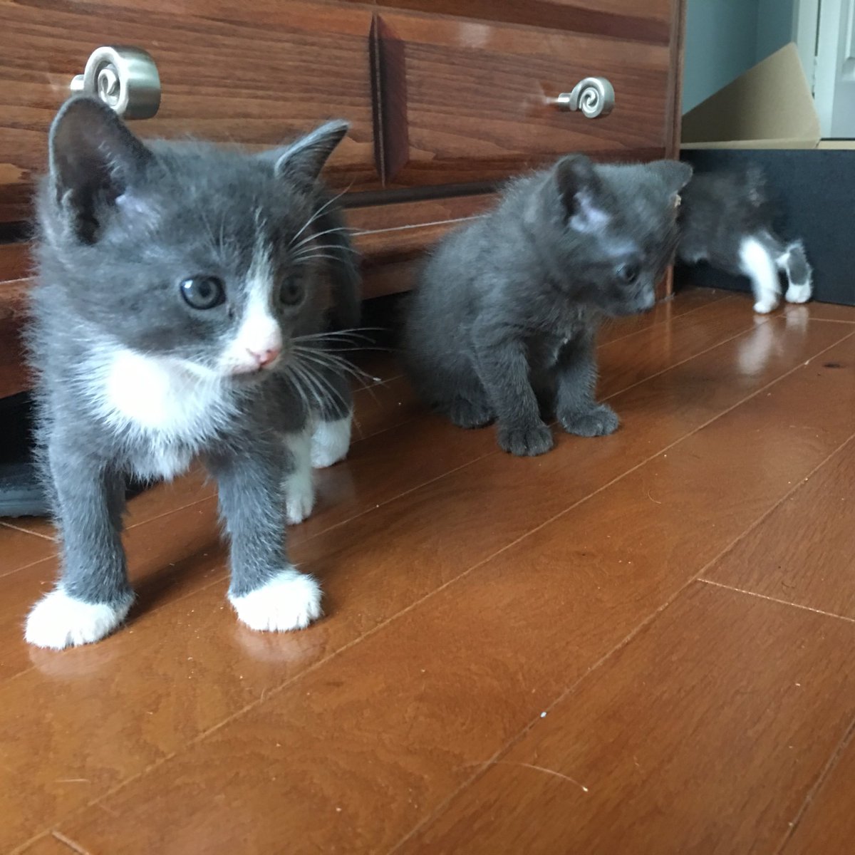 _Shmuri_'s tweet photo. 3/5 newest #fosterkittens. #notails #adoptme #pinellascountyanimalservices #kittens #CutiePie https://t.co/qiX7tXyifW