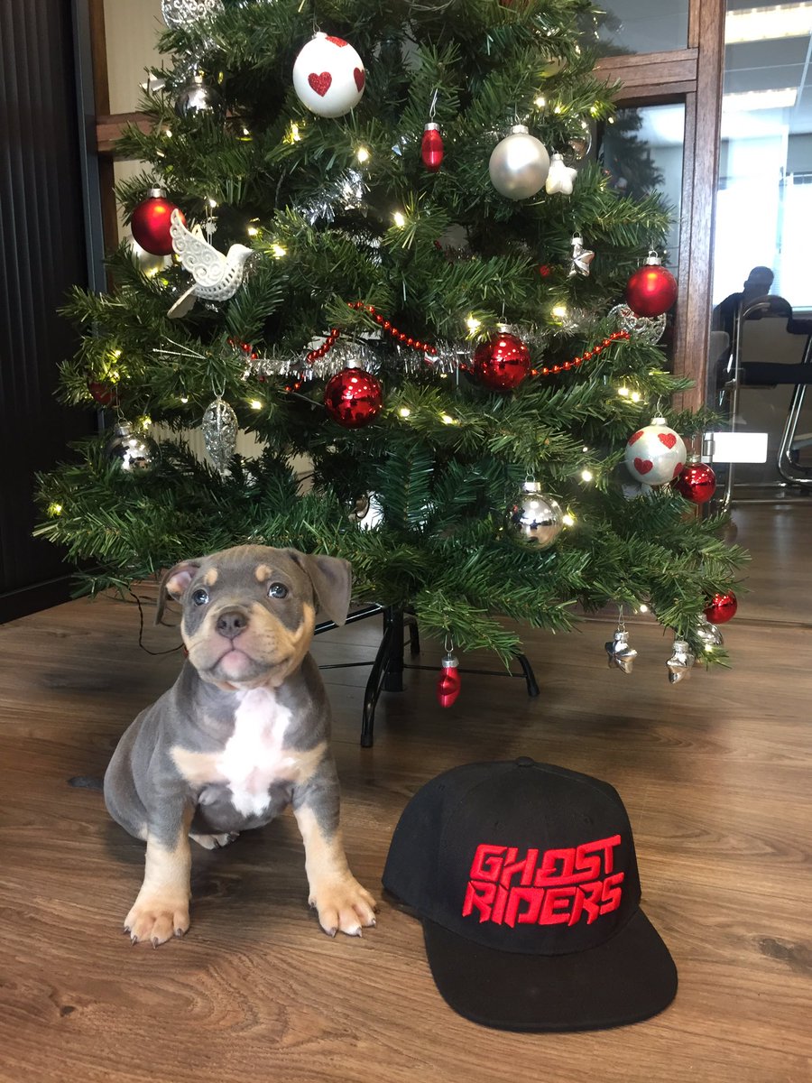 This little Ghostbully is ready for X-mas! Are you? #Ghostriders
