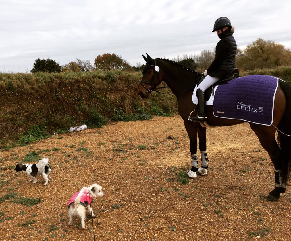 maye52839's tweet image. Lorenzo on a walk with the dogs 🐶🐶🐴 Tink, Cody and mum 😂🐶🐶😍🐴