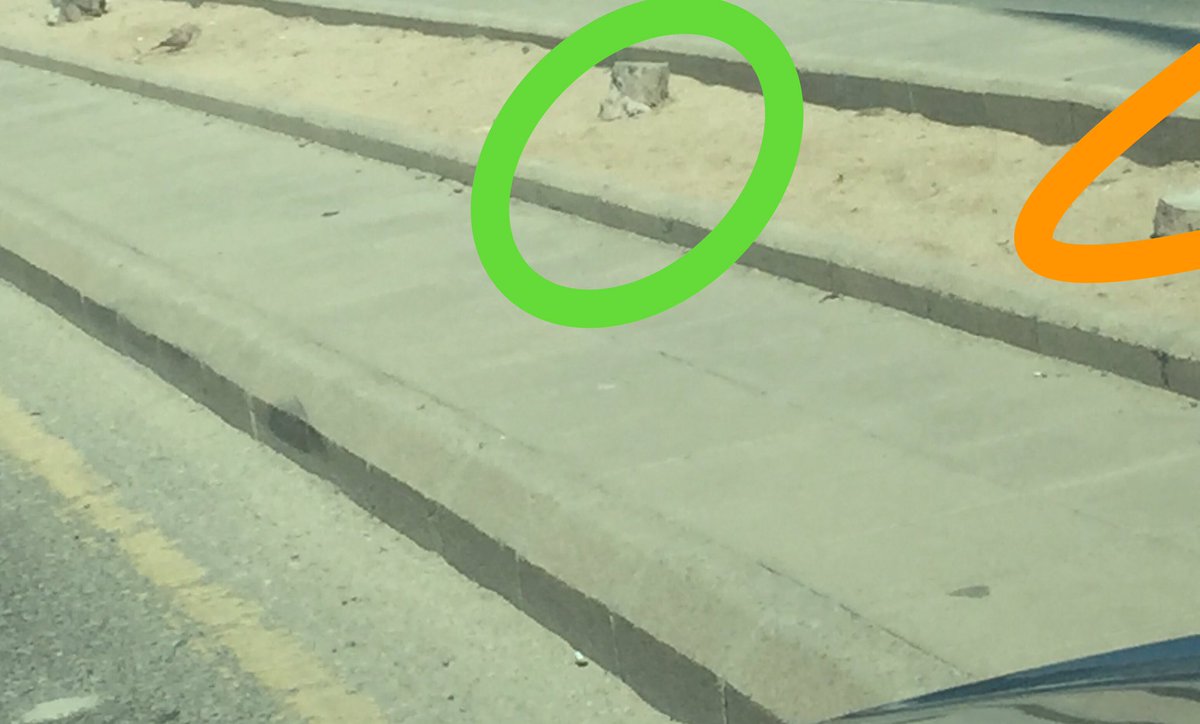 كاااان ياما كان شارع فيه شجر على امتداده ... ولكن !
طيب أزيلوا الجذوع لإخفاء أثر "الجريمة" !