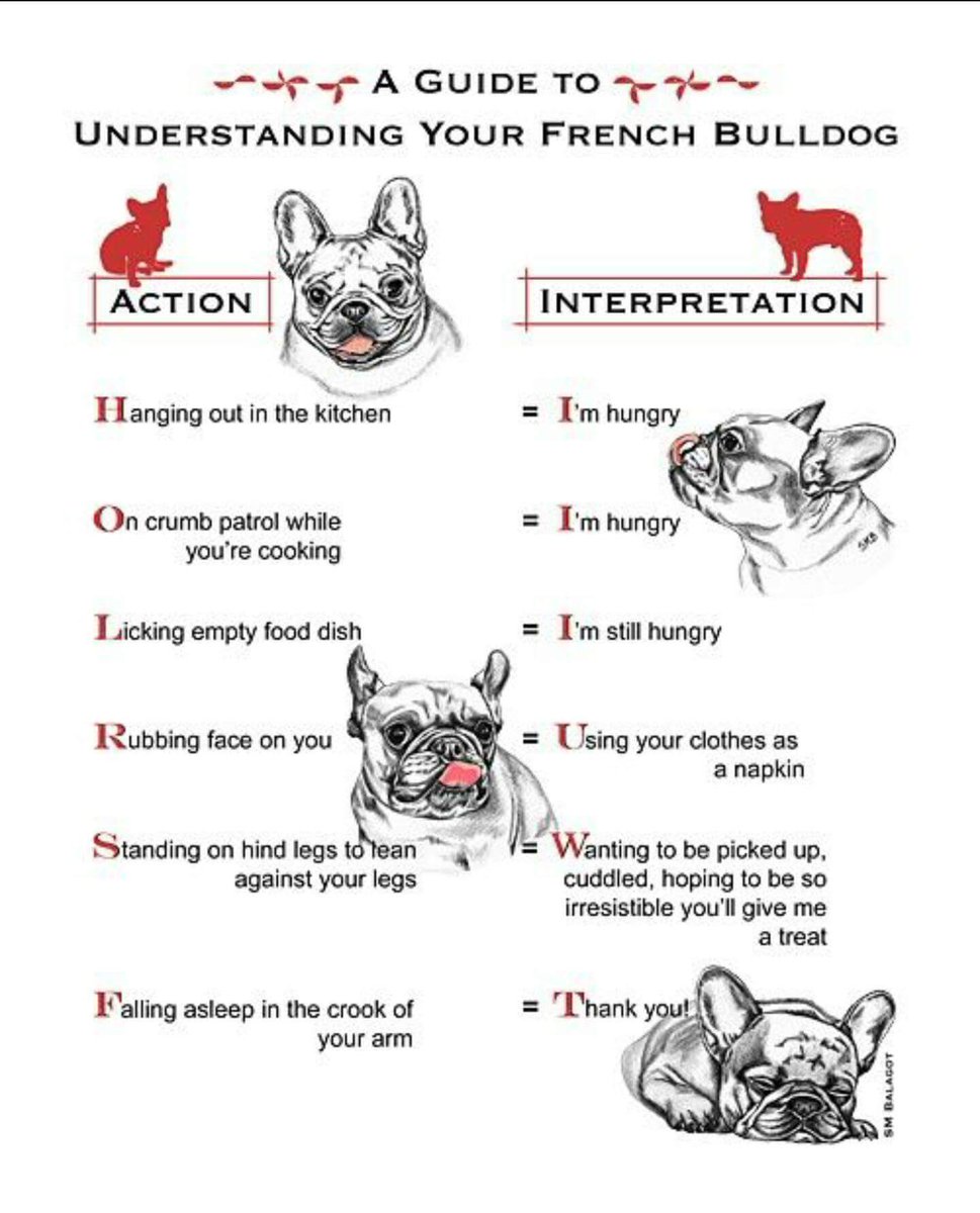 Frenchie_rescue's tweet photo. A typical day in the life of a Frenchie..🐶 #frenchie #fbnro #guide #animallovers #lovedogs # https://t.co/B3Xo5tUXkq