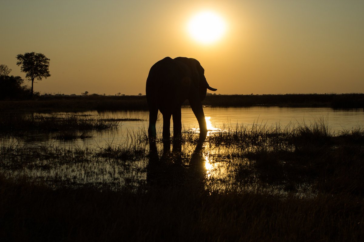 An African elephant enjoying the sunset. #mybestintravel <a href="/lonelyplanet/">Lonely Planet</a>