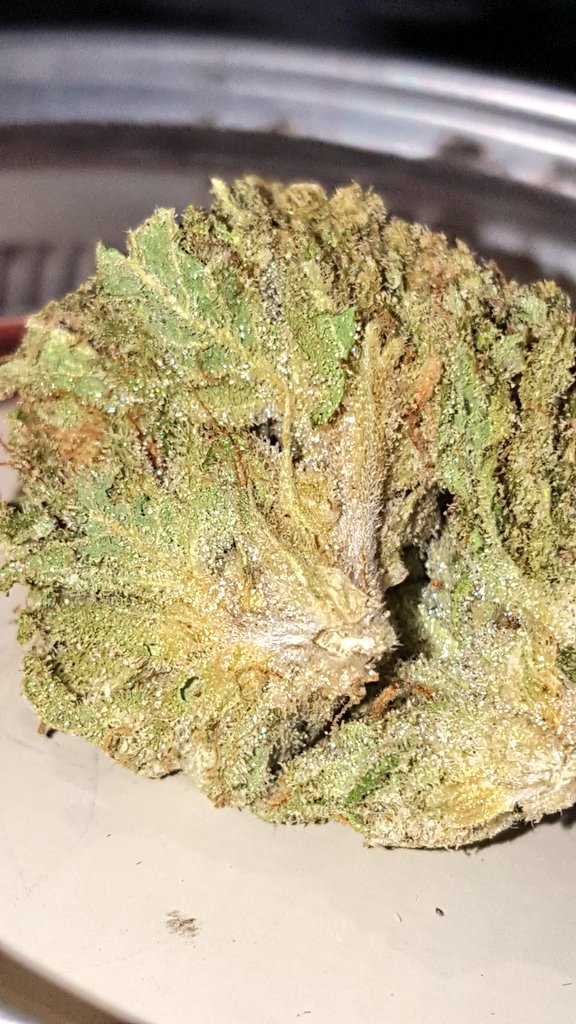 roobaby24's tweet photo. LA Confidential 🔥 🔥 #fireitup #stonernation #youknowhowwedo 🔥 #elevate #medicate #americanweedgirls #girlsthatsmoke #weed https://t.co/1HgTBtvD3C