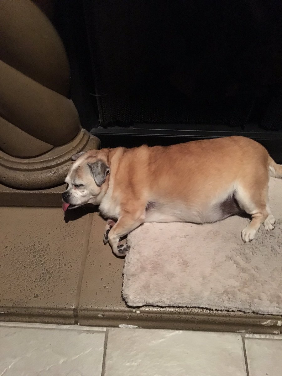 washyyys's tweet photo. RIP coco ❤️❤️❤️
I loved you so much baby girl. You will be missed ❤️❤️❤️❤️ https://t.co/rvszpb0MDn