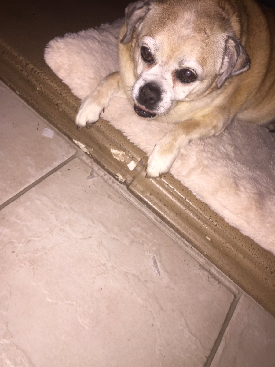 washyyys's tweet photo. RIP coco ❤️❤️❤️
I loved you so much baby girl. You will be missed ❤️❤️❤️❤️ https://t.co/rvszpb0MDn