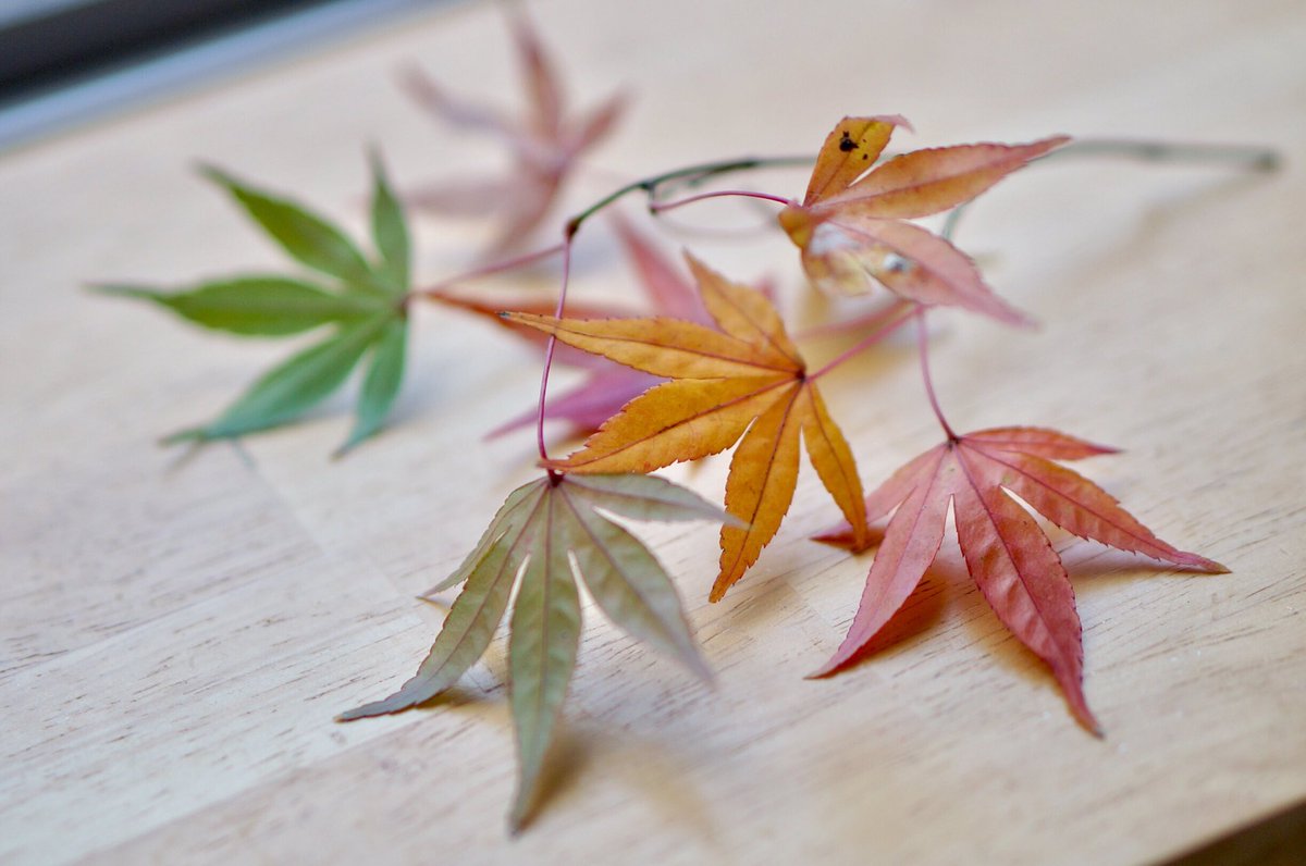 2016/11/25 Gourd-shaped mashed chestnuts with two maple leaves-shaped jellies :) Also, I made the dish in the ceramics class!