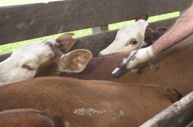 #Aftosa SENASA comenzara a definir valores de referencia de vacunación bit.ly/2g023DW vía@valorsoja Cc <a href="/AteneosCARBAP/">Ateneos CARBAP</a> <a href="/AteneoFARER/">Ateneo FARER</a>