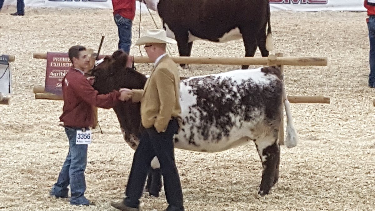 upthecreekcattl's tweet photo. Congratulations @spadyfarmsBC. Reserve Champion Female #CWA16 https://t.co/1bmsPRDb13