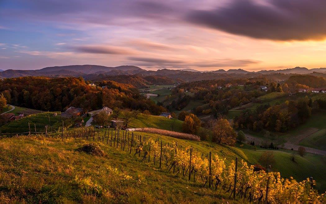 💚✨🍂Back to nature >> #Haloze by Dani Turnšek.👌 #ifeelslovenia #Slovenija