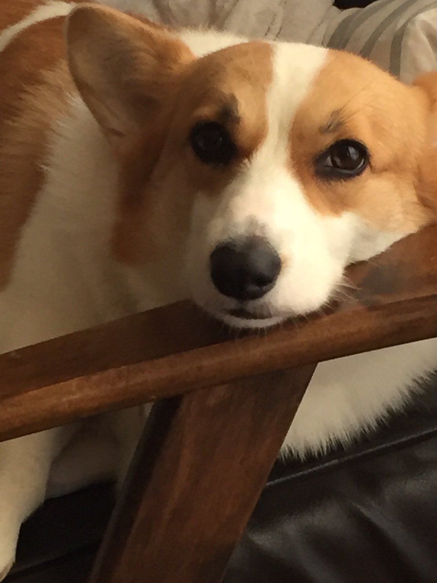 居候先の叔父との会話はいつもこんなんでアン子の態度はいつもでかい