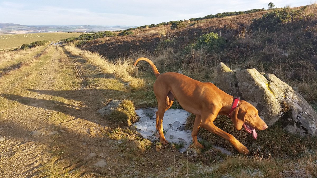 SharonPfleger's tweet photo. Enjoying grabbing some O2 and Vit D with my boys having spent the day #ADTC16 out of daylight- well spent though. So worth it @ADTC_Scot https://t.co/HwdK59dOXo