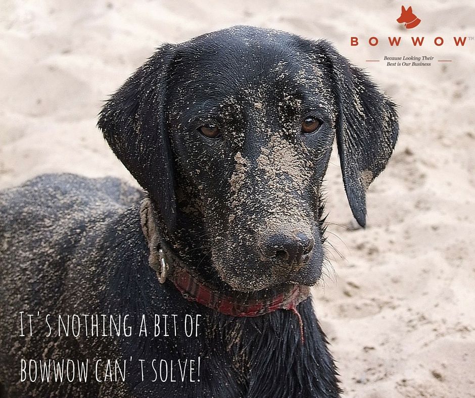 bestofbowwow's tweet photo. Bowwow Shampoo – Spa for your #dog https://t.co/5yCTGEb5FA https://t.co/A3VSc1u7JF