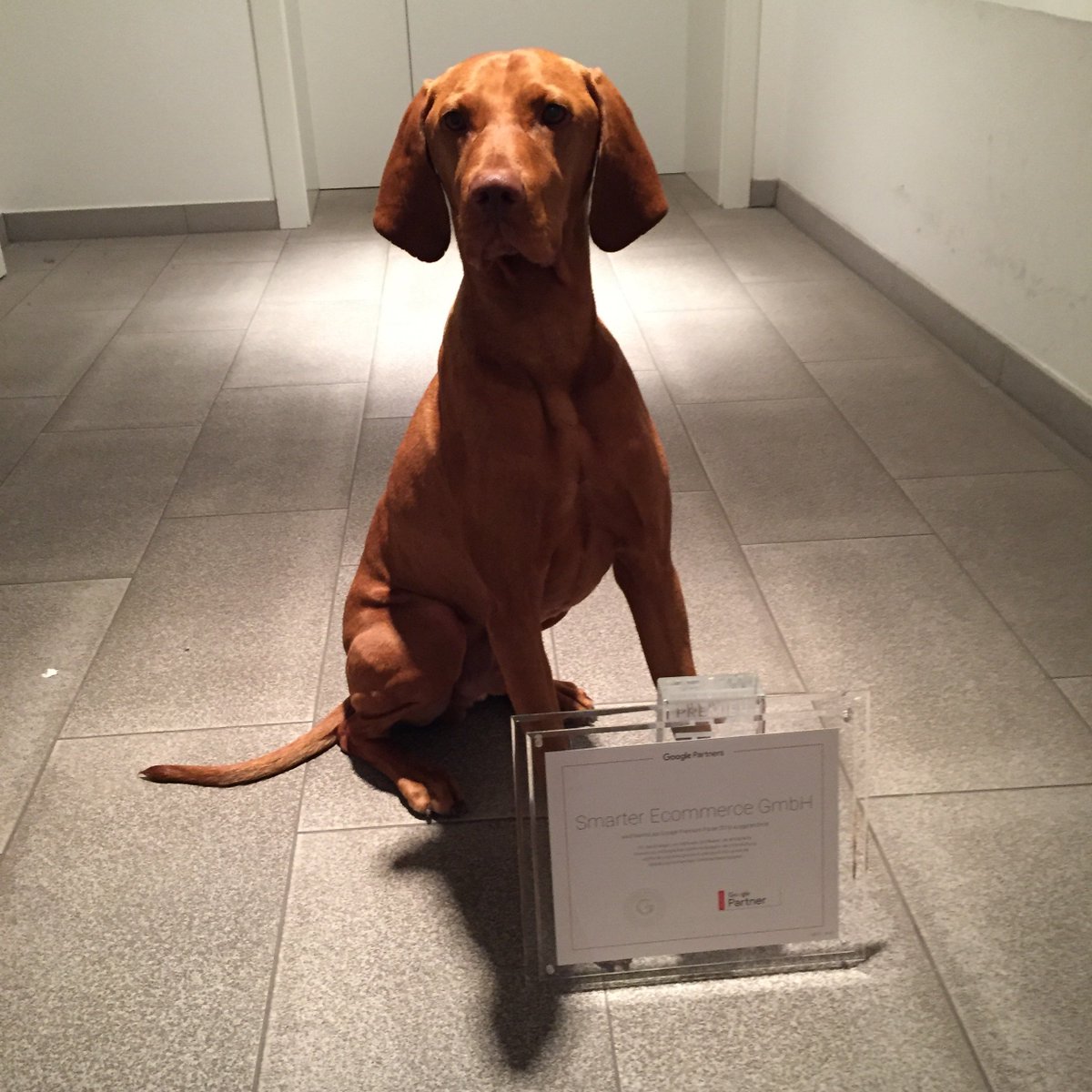 ppcdog's tweet photo. PPC Dog approved! with @whoop_app  and @smec #PPC #AdWords #OnlineMarketing https://t.co/600IVNGWeR