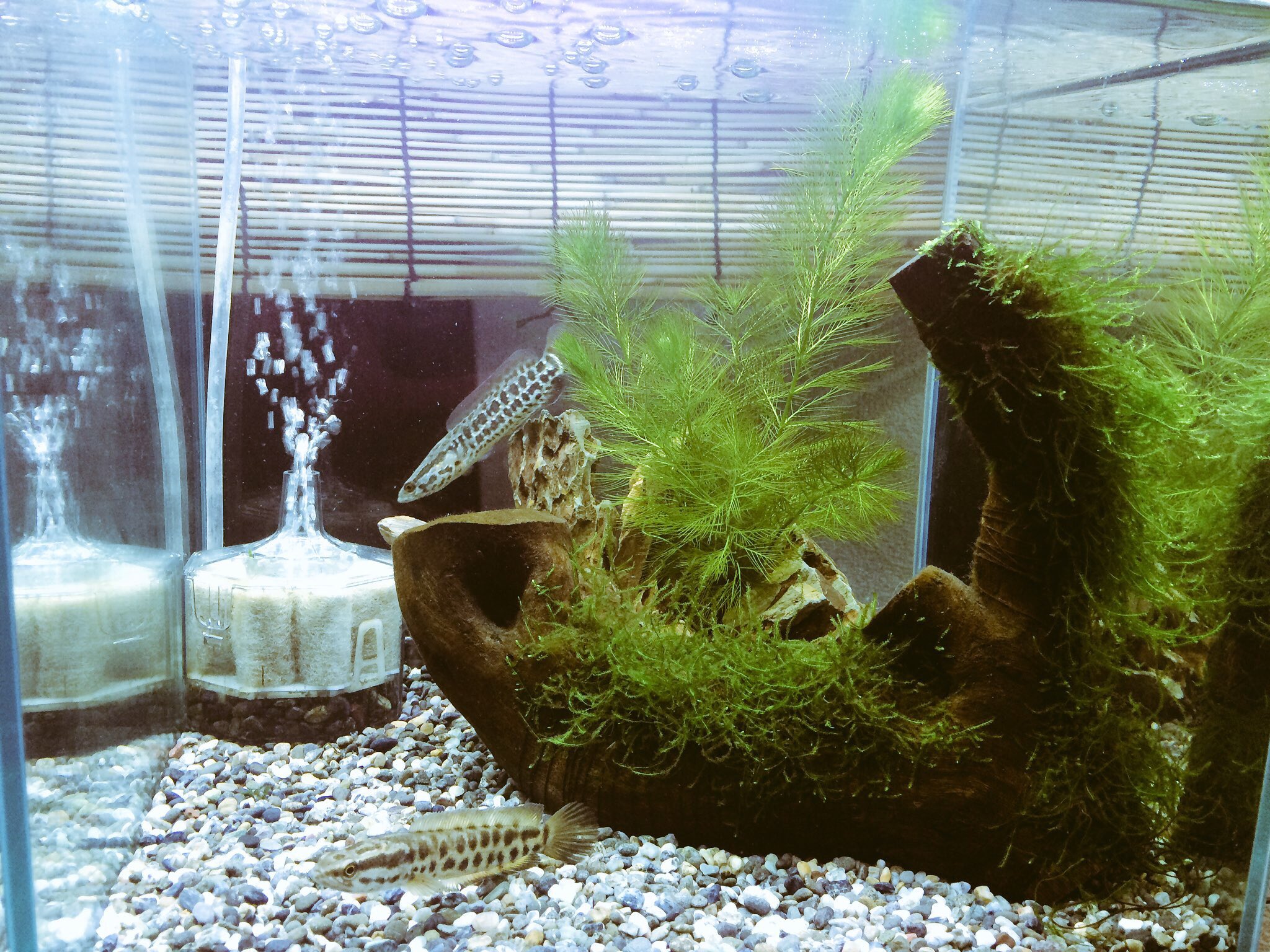がっきー 魚全般 水草勉強中 オヤニラミ ライギョ30cmキューブ 並べた感じがなかなか好きですw がっきー 魚全般 水草勉強中 オヤニラミ ライギョ30cmキューブ 並べた感じがなかなか好きですw