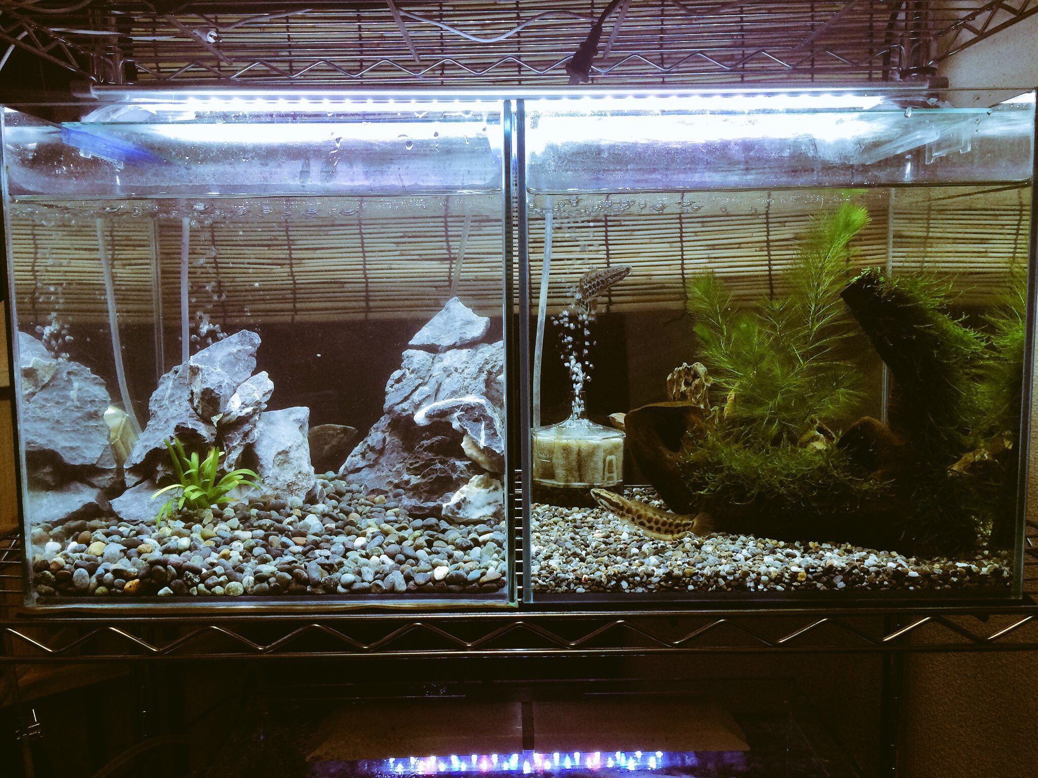 がっきー 魚全般 水草勉強中 オヤニラミ ライギョ30cmキューブ 並べた感じがなかなか好きですw T Co Ex2yz8cpyz Twitter