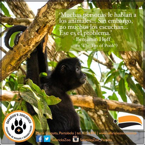 Safaricks Zoologico tweet media