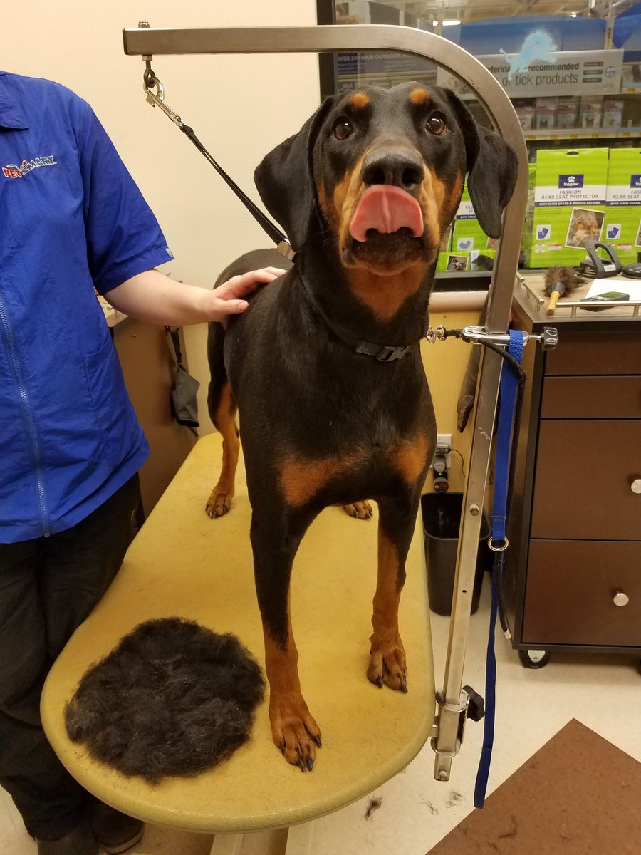 Petsmart1167 tweet media