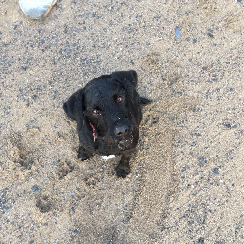 BLACK FRIDAY OFFER

Take the dog for a walk. It's free and he'll love you forever. 

Unlike that new TV.