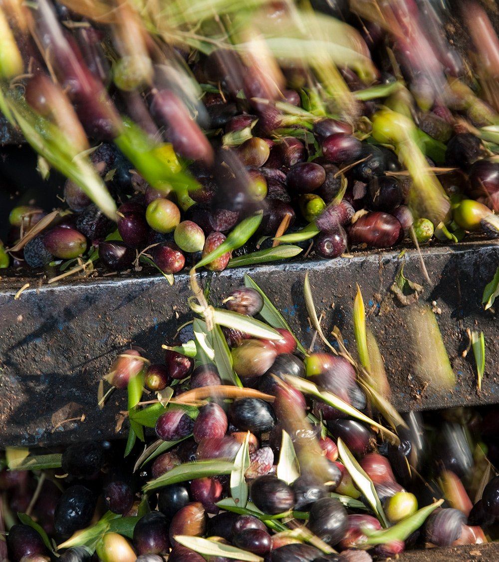 UPA_Federal's tweet photo. Hoy es el Día Mundial del Olivo. Bravo por los miles de agricultores olivareros que hacen posible uno de nuestros mejores productos https://t.co/tNHVMfXT5w