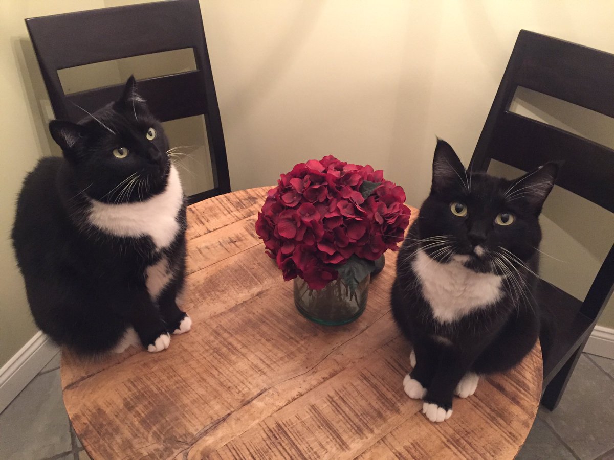 JoyfulVegan's tweet photo. Now that Thanksgiving is over we can get back to #cat pictures. #tuxedocats  #cutenessespatootnesses #morningplotz #dailydoseofcuteness https://t.co/iX9jamw1m0
