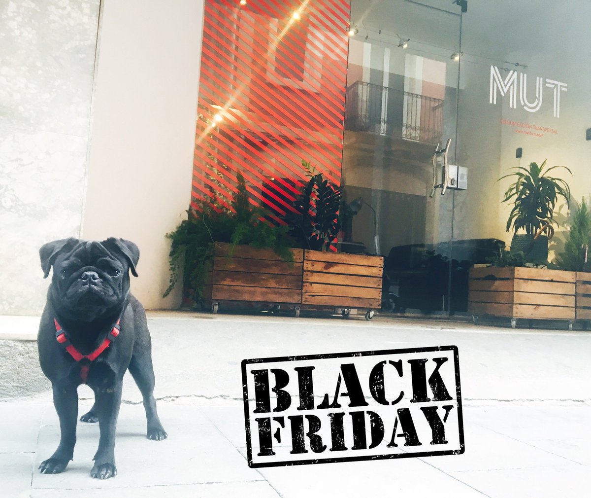 MutBcn's tweet photo. Esto sí que es un #BlackFriday. #MUT se vuelve #dogfriendly. ¡Bienvenido Frankie! https://t.co/5ojAgHIlfl