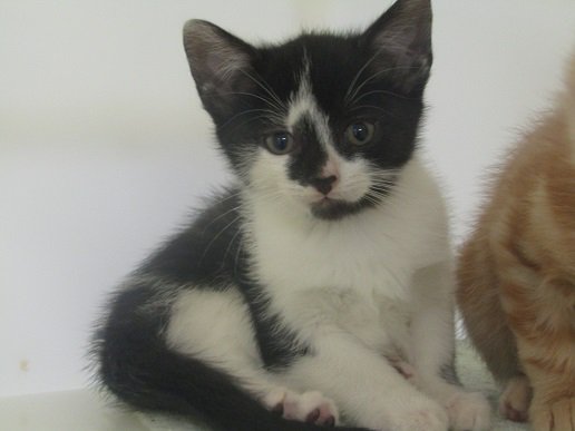 nspca_longford's tweet photo. There are lots of #cats &amp; #kittens waiting for new homes at the #ISPCA! You can view available #cats on our website https://t.co/mErE69Q6eN https://t.co/ZMieo4iQfV