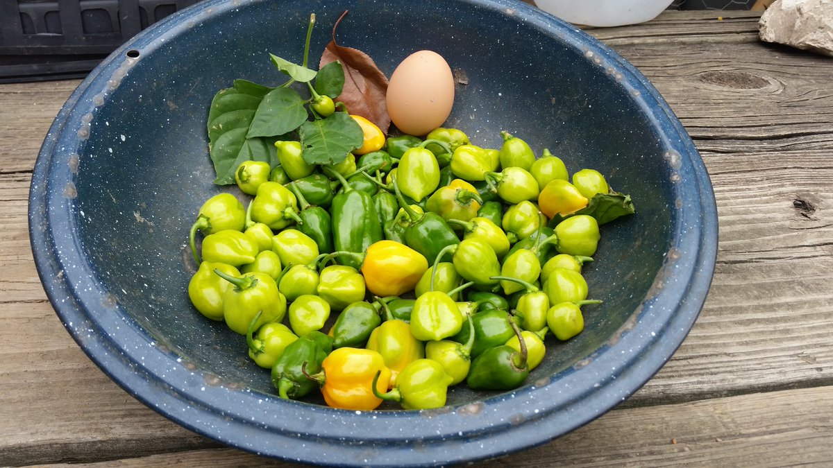 ena_mcpherson's tweet photo. Scotch Bonnet Peppers & Eggs, that's what's going on on #TranquilityFarm! #UrbanAg #growlocaleatlocal @greenthumbgrows @greenguerillas ! https://t.co/emSZqFBey3